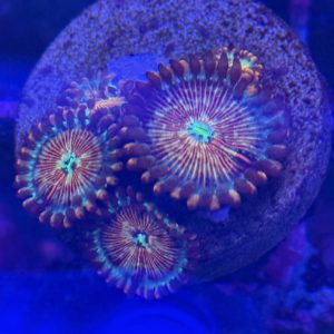 CoralBay UK - Blue agave zoanthid colony