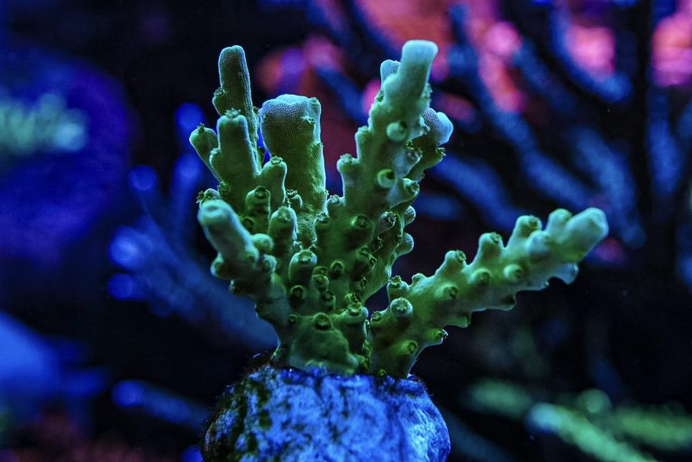 CoralBay UK - DSC04351