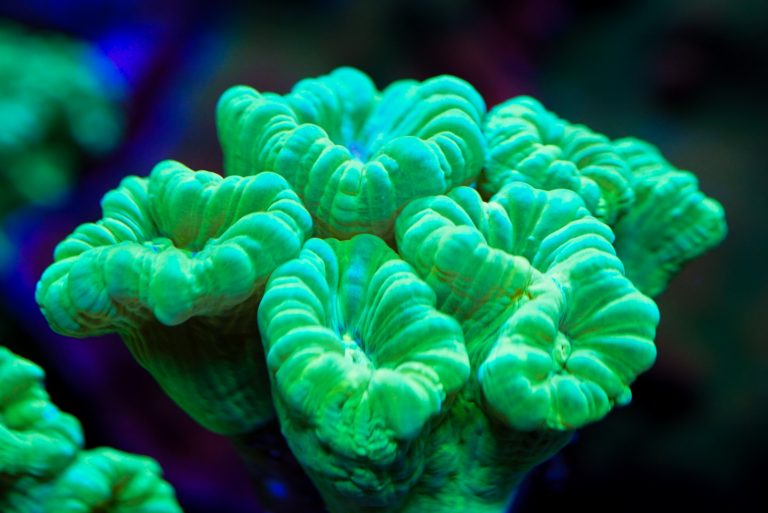 CoralBay UK - DSC04372