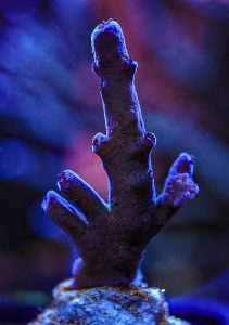 Miyagi Tort sps coral marine frag