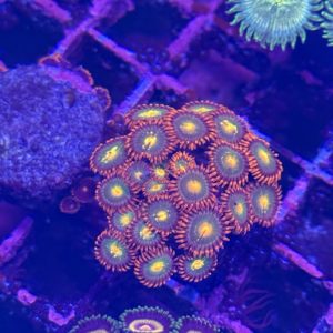 CoralBay UK - Gatorade zoanthid colony