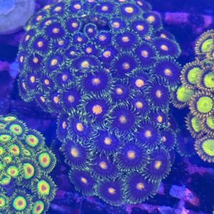 CoralBay UK - Gorilla nipples zoanthid colony