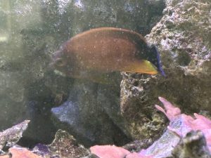 CoralBay UK - IMG 0646