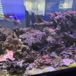 CoralBay UK - IMG 0667