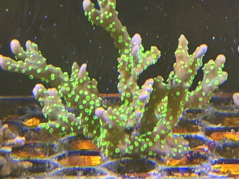 Hirsuta Montipora coral frag