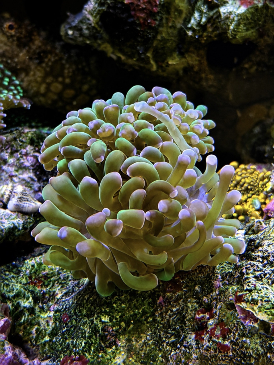 Coral from CoralBay Reefer 276
