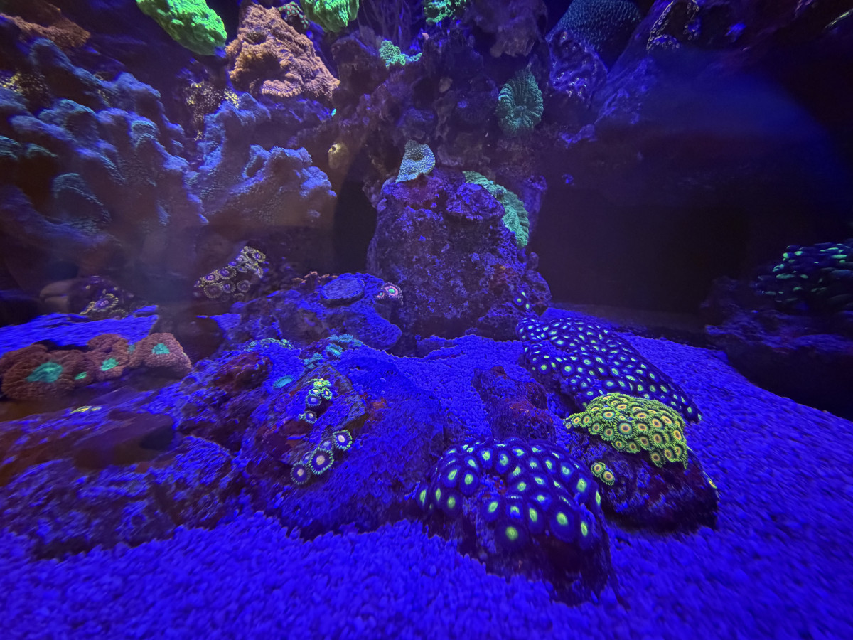 Coral from CoralBay Reefer 276