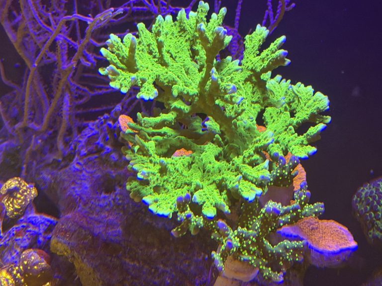 Anacropora super green goblin coral frag
