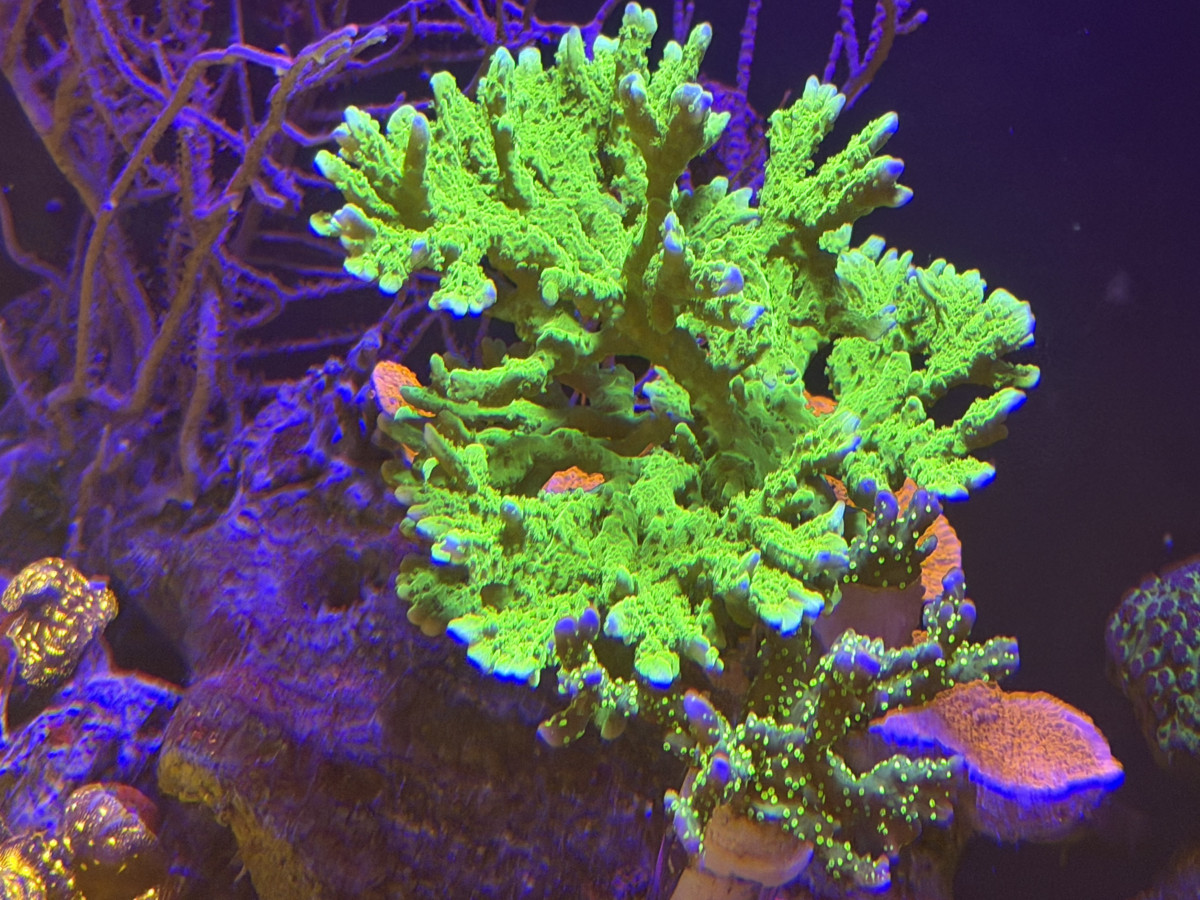 CoralBay UK - IMG 2225 1