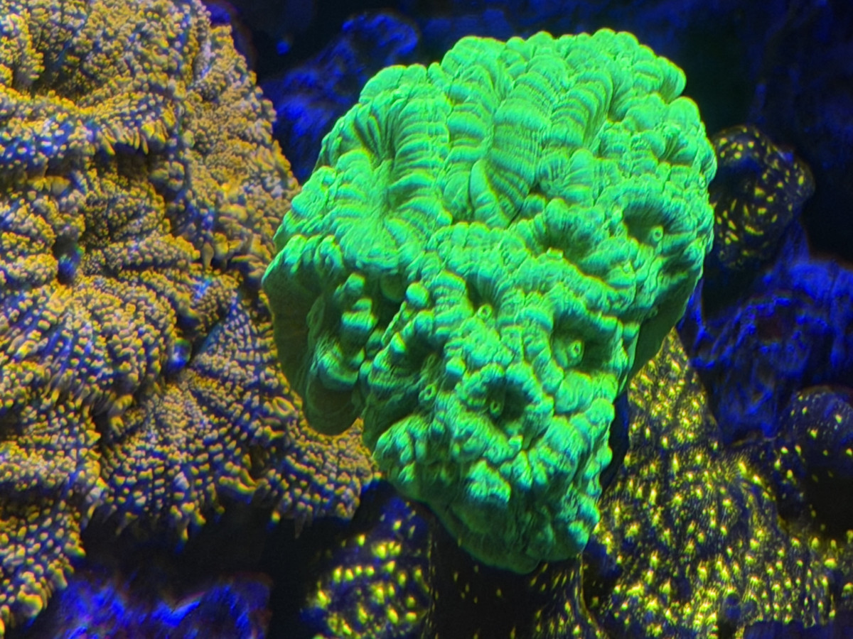 Coral from CoralBay Reefer 276