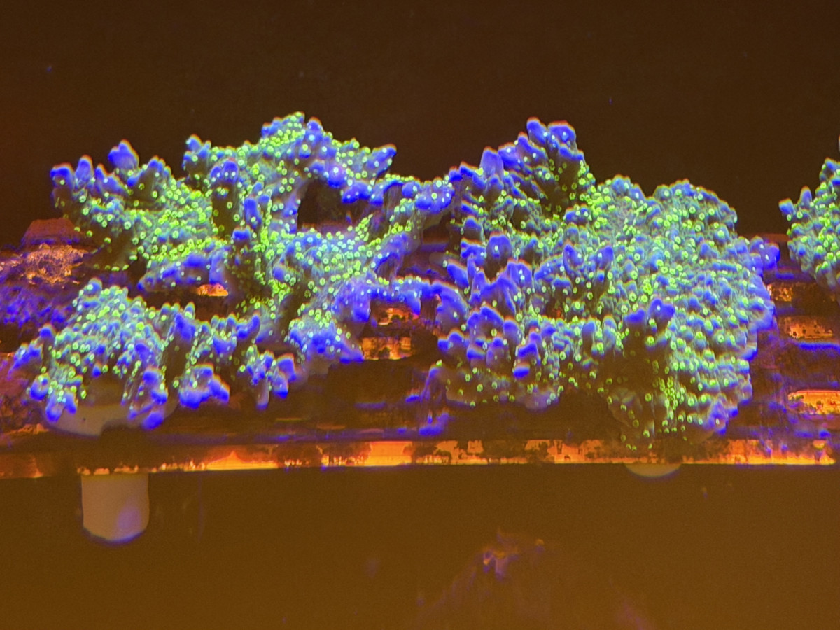 Coral from CoralBay Reefer 276