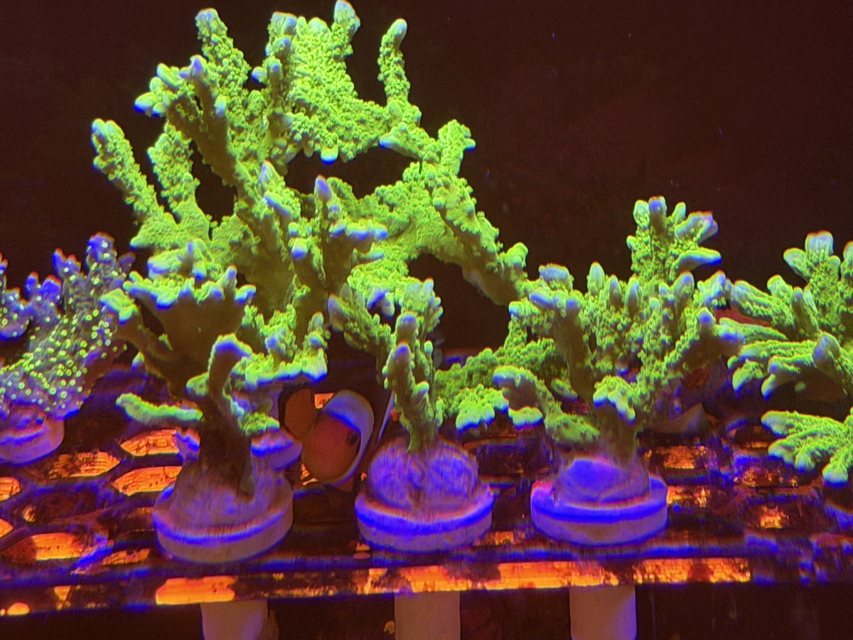 Coral from CoralBay Reefer 276