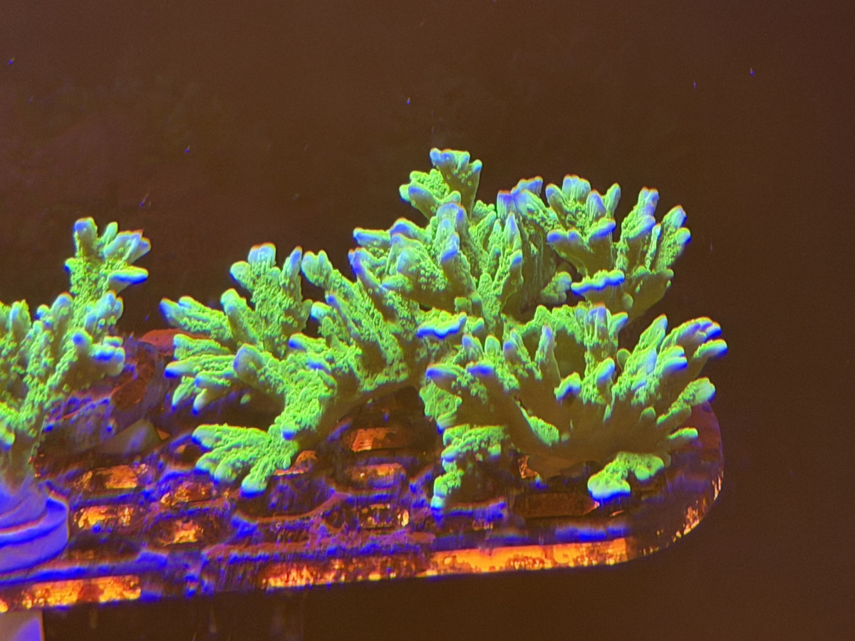 Coral from CoralBay Reefer 276