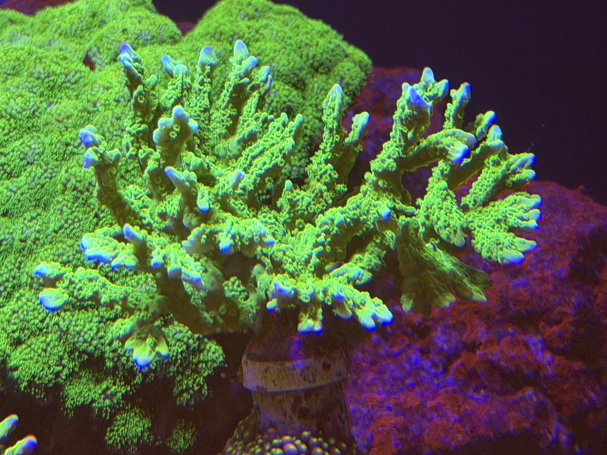 Coral from CoralBay Reefer 276
