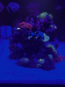 CoralBay UK - IMG 3344 1