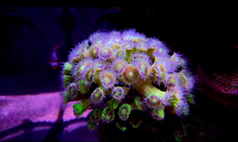 Bright Neon Candy Canes coral frag
