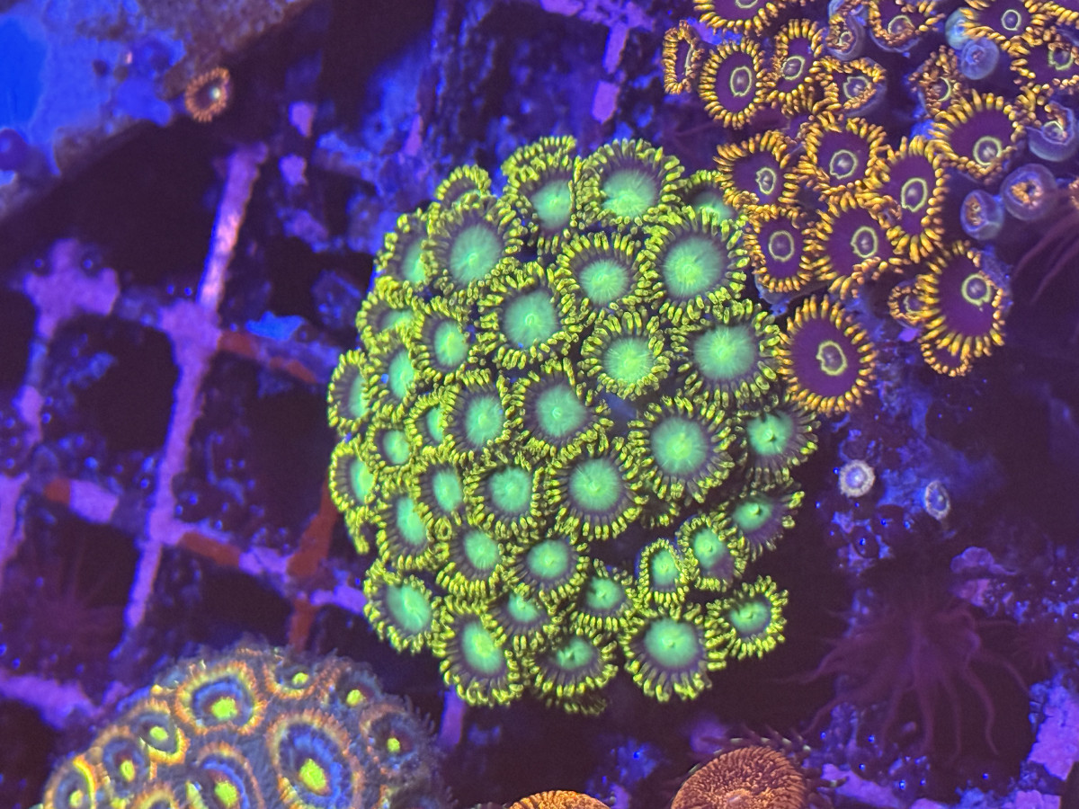 Coral from Mobile Admin shop