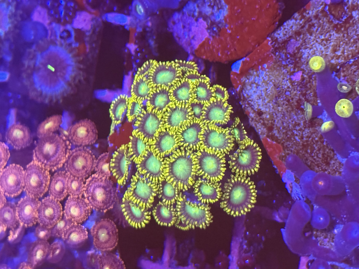 Coral from Mobile Admin shop