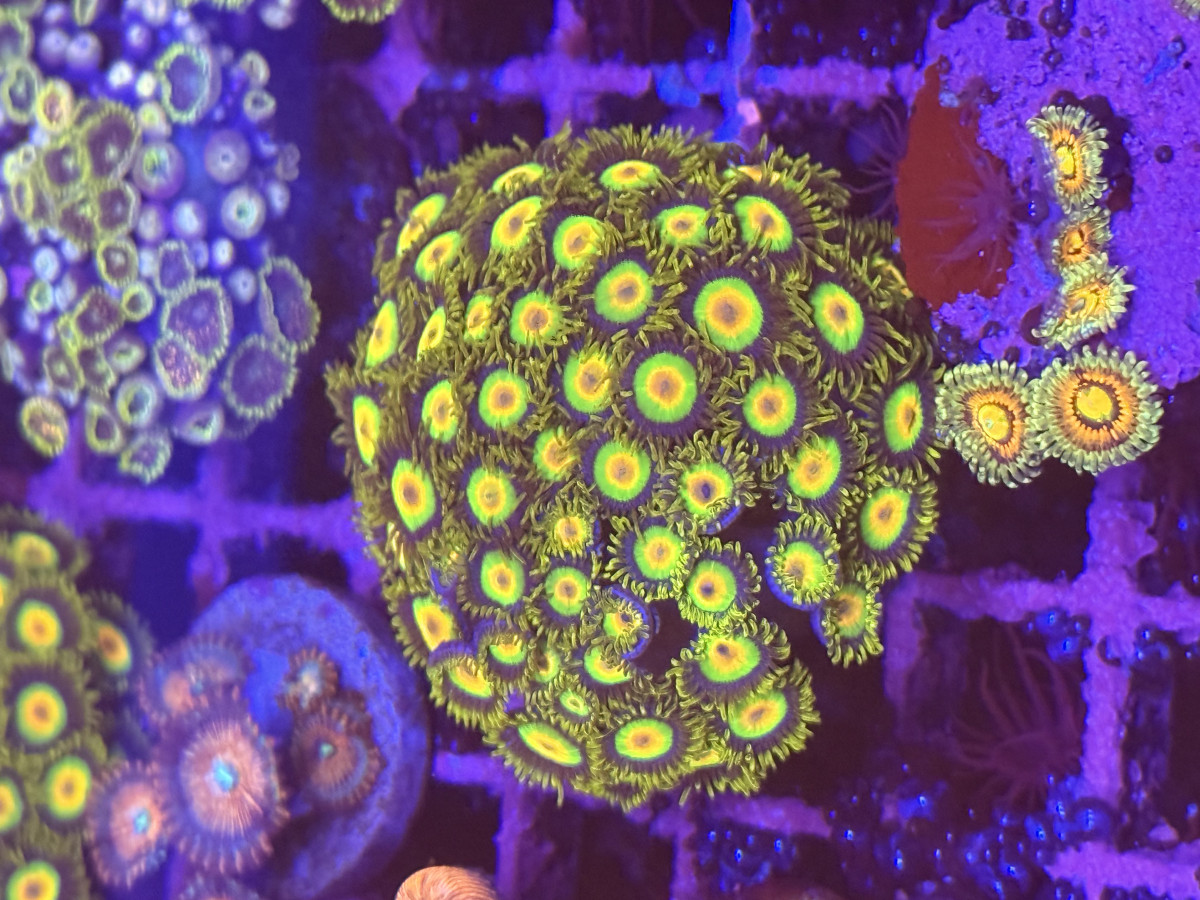Coral from Mobile Admin shop