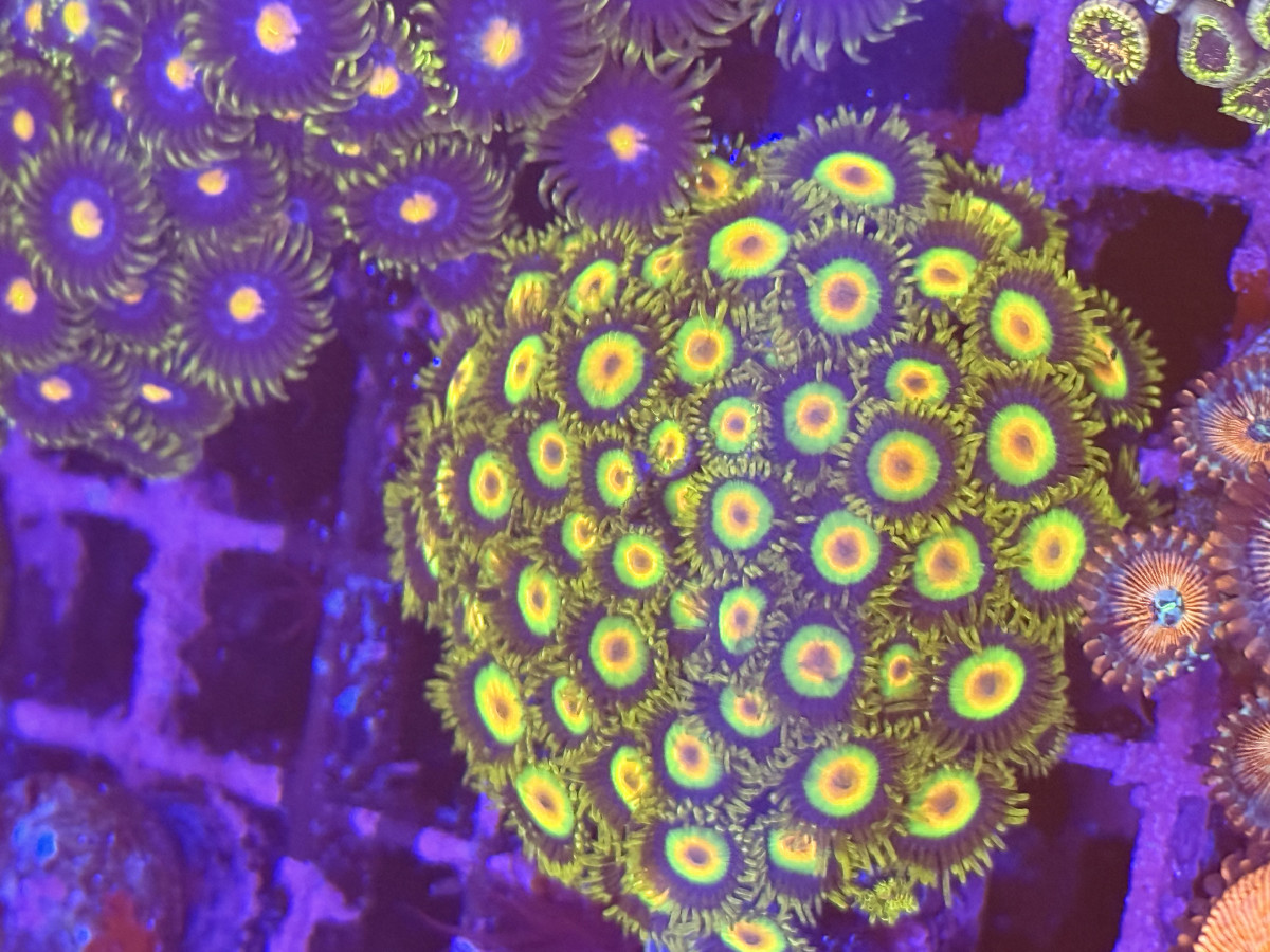 Coral from Mobile Admin shop
