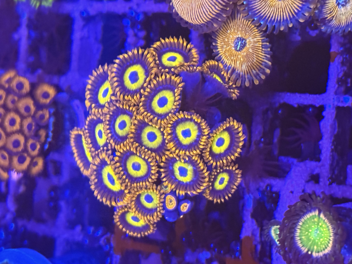 Coral from Mobile Admin shop