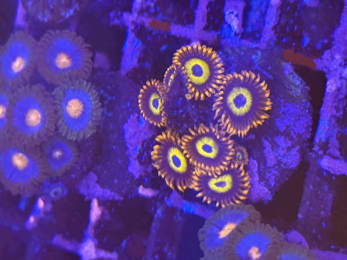Coral from Mobile Admin shop