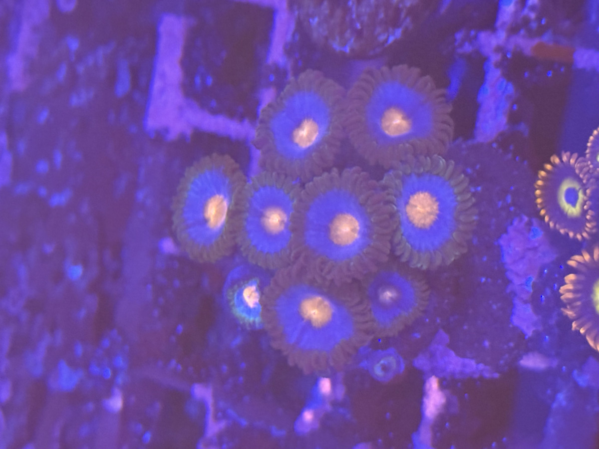 Coral from Mobile Admin shop