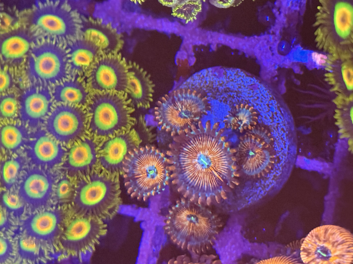 Coral from Mobile Admin shop