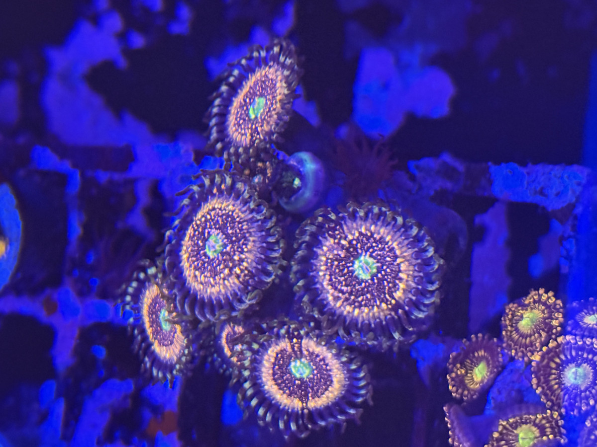 Coral from Mobile Admin shop