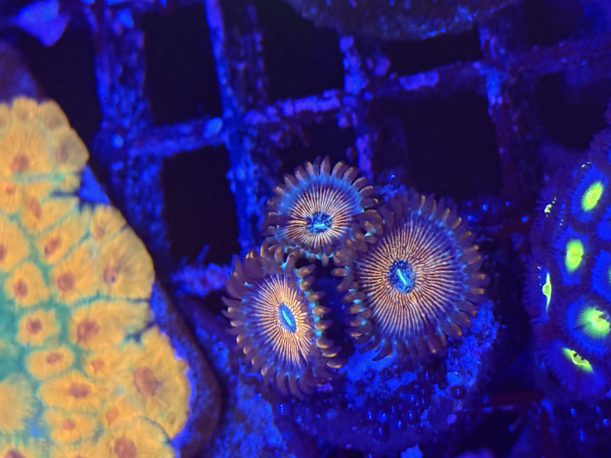Coral from Mobile Admin shop