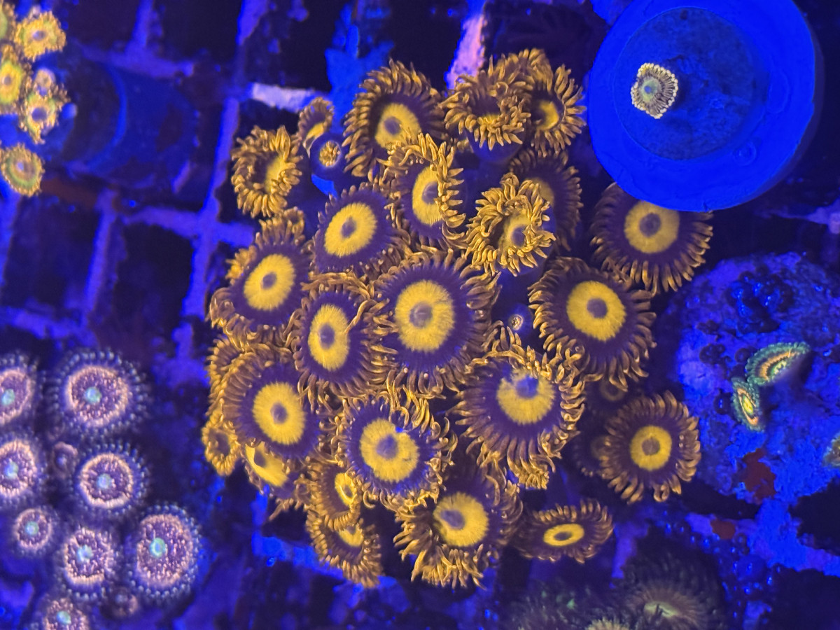 Coral from Mobile Admin shop