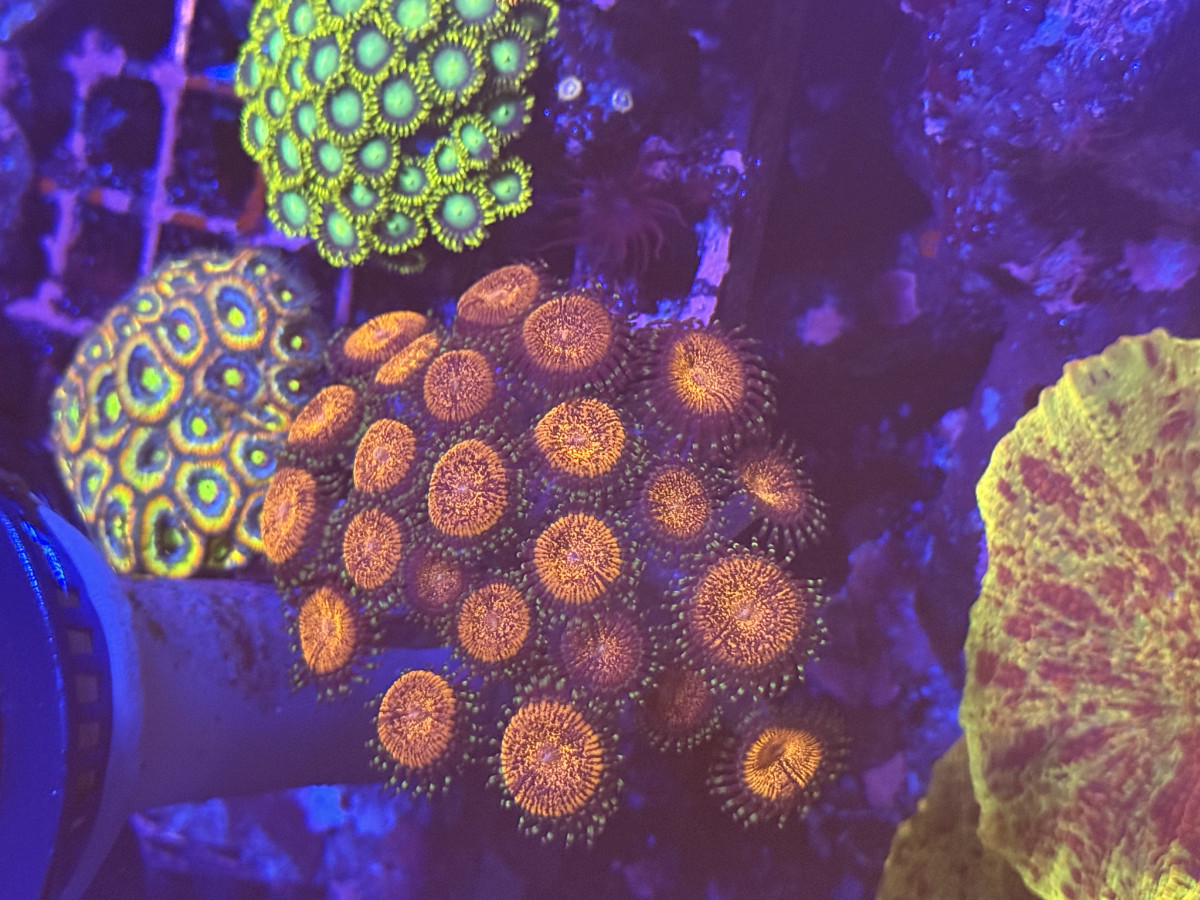 Coral from Mobile Admin shop