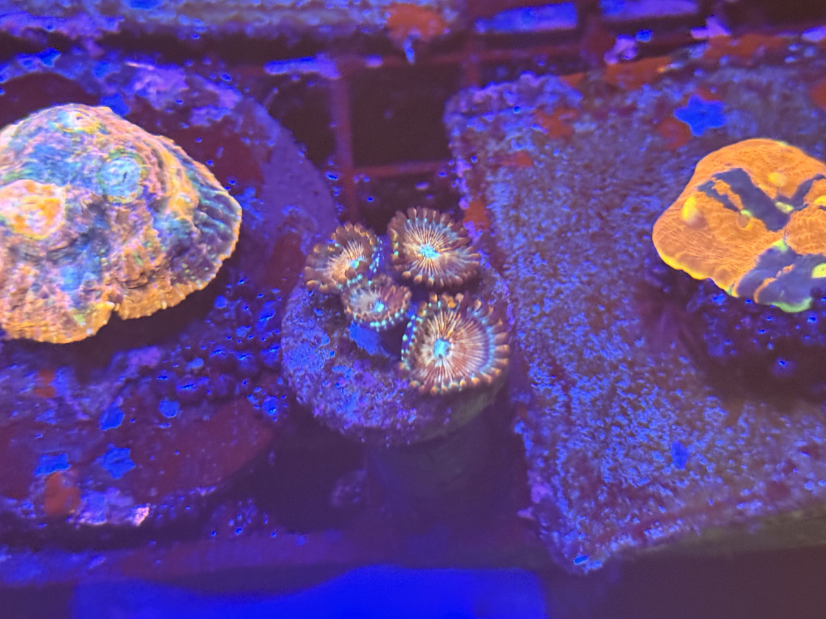 Coral from Mobile Admin shop