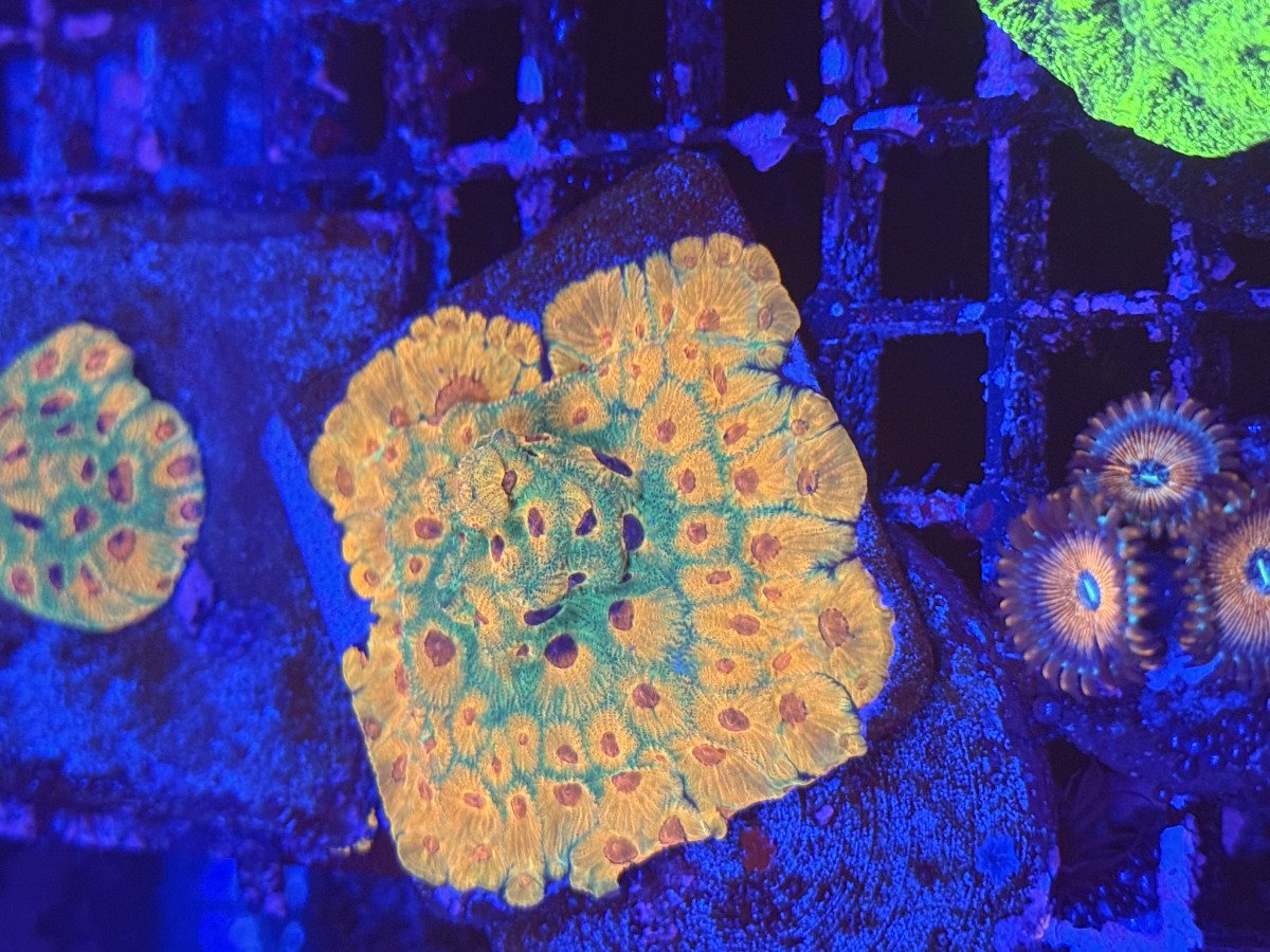 Coral from Mobile Admin shop