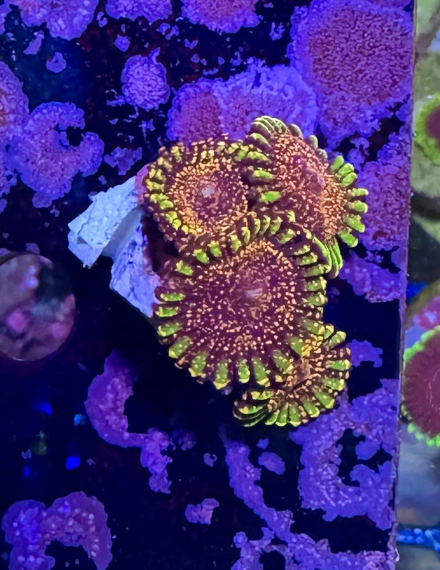 Coral from Artur Dziwniel