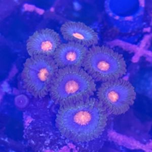 Miami-Vice-zoanthid-colony