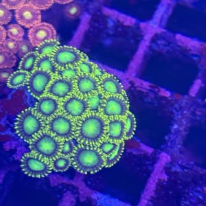 CoralBay UK - Radioactive dragon zoa colony 2