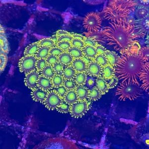 CoralBay UK - Radioactive dragon zoa colony