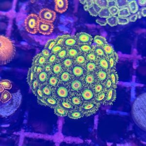 CoralBay UK - Rasta zoa big colony