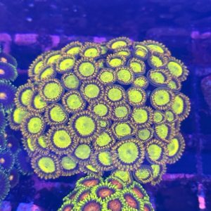 CoralBay UK - Scrambed egg zoanthid colony
