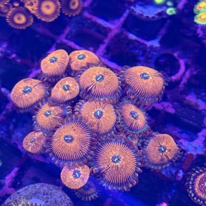 CoralBay UK - Seduction zoa colony 2