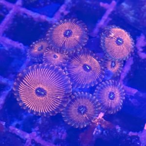 CoralBay UK - Seduction zoa colony