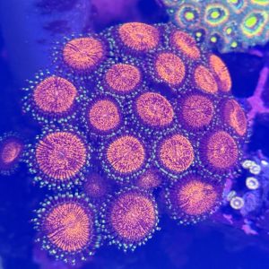 CoralBay UK - Unknown beauty zoanthid colony