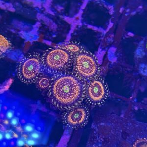 CoralBay UK - pink zippers zoanthid colony