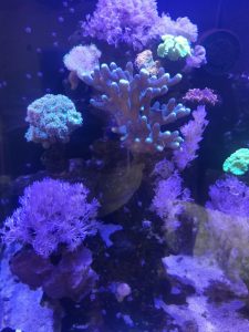 CoralBay UK - thumbnail 5