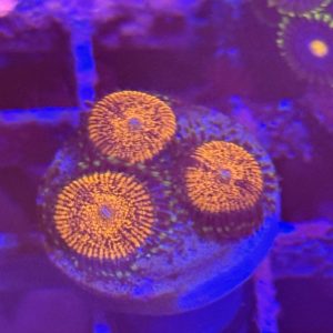 CoralBay UK - zoanthid