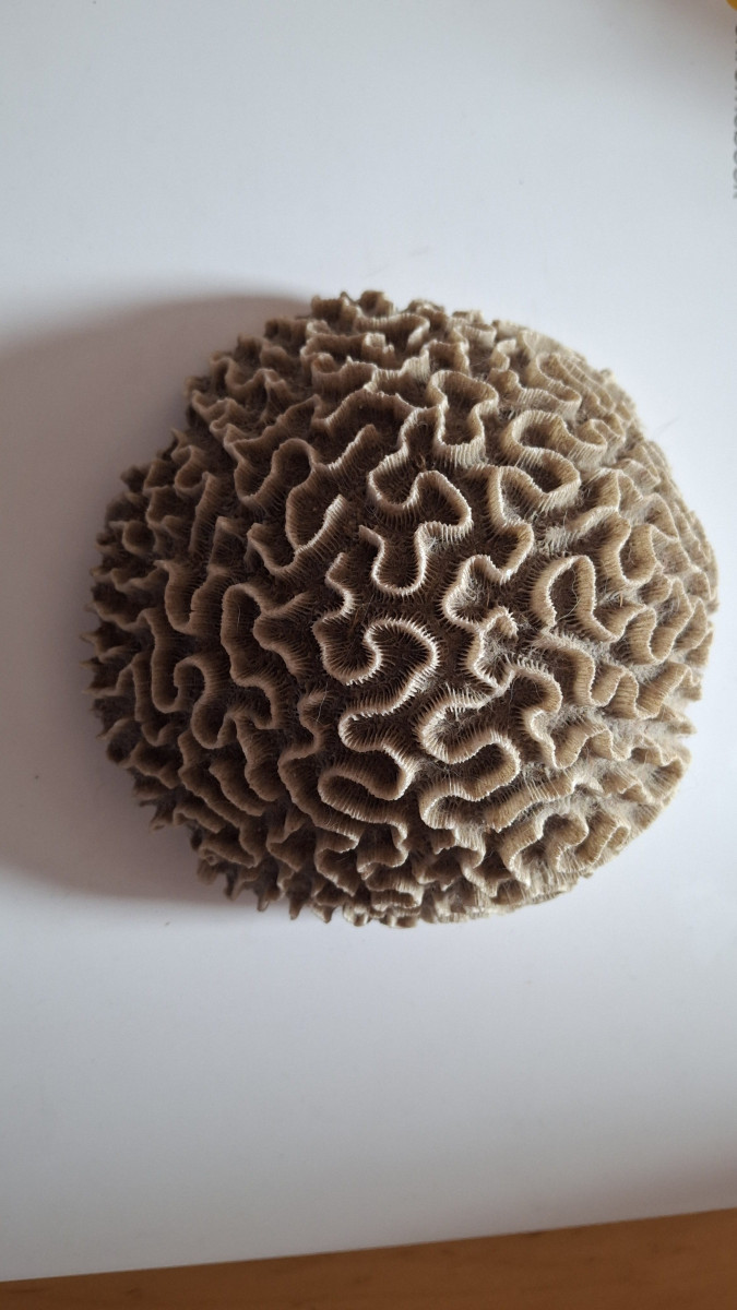 CoralBay UK - 1000028190