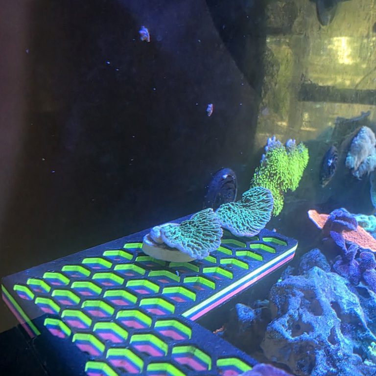 CoralBay UK - 15322