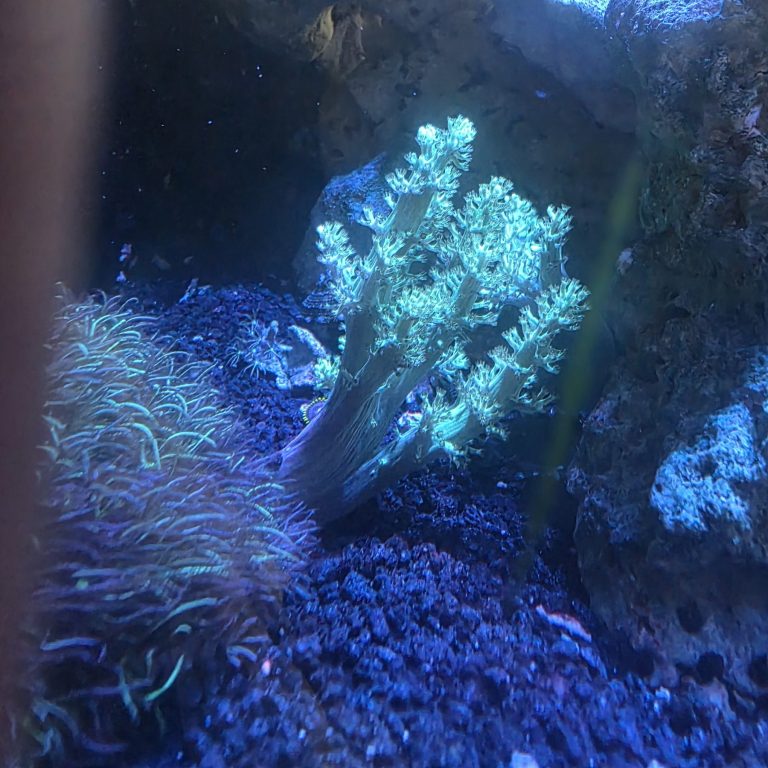CoralBay UK - 15325