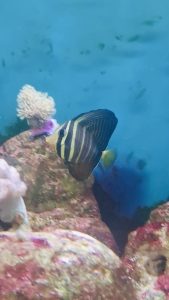CoralBay UK - 937f506d 5ce2 47a1 9bc2 fa73e41583d2
